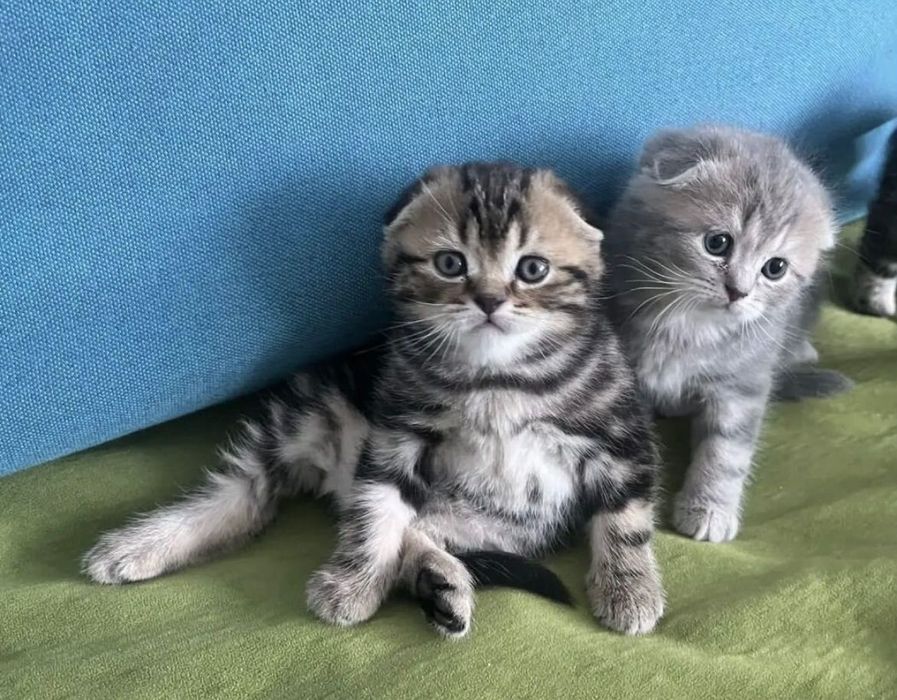 Шотландские котятки