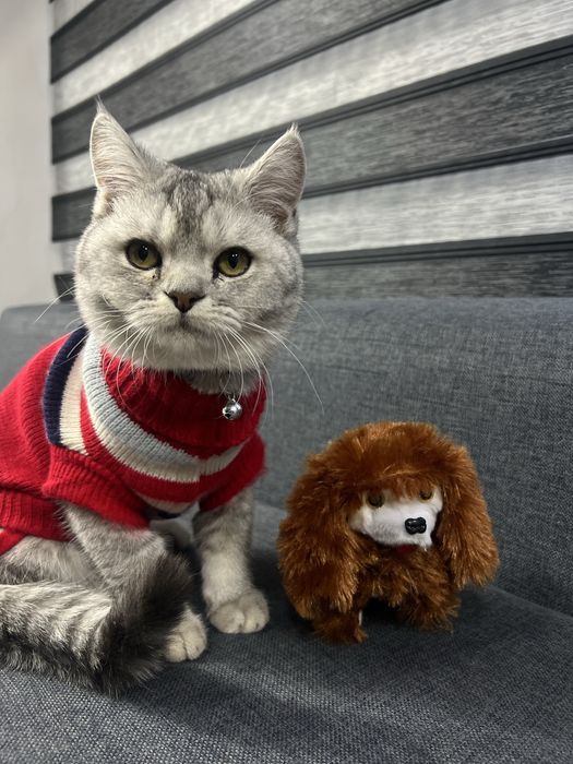 Ismi dudu, sog”lom