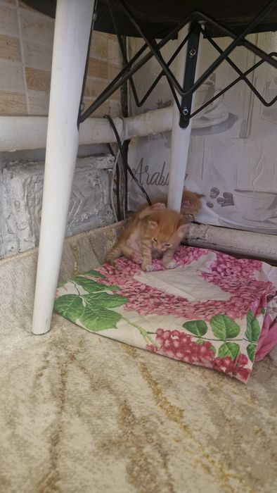 Отдам котёнка в хорошие руки