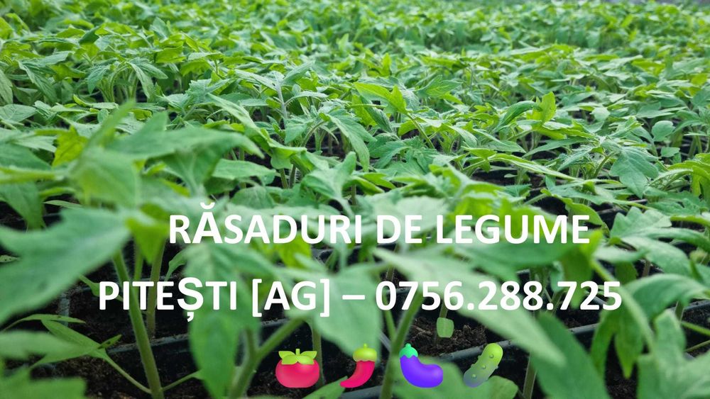 Rasaduri TRADITIONALE de legume