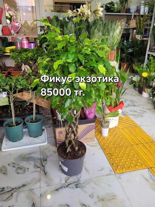 Комнатные цветы для дома и офиса