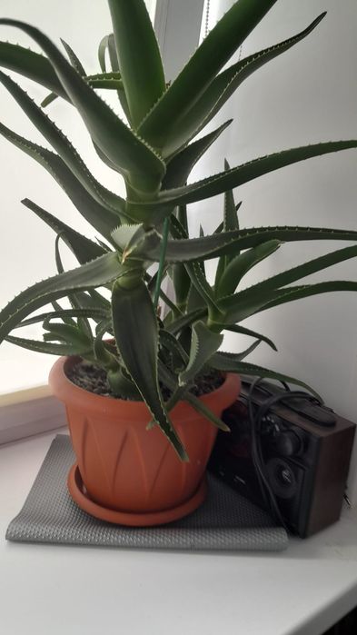 Продам цветы 2800