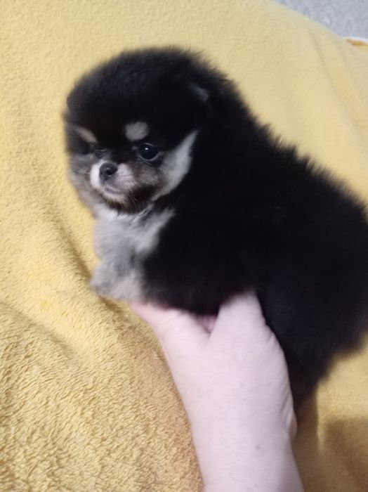 Продам щенков шпица.