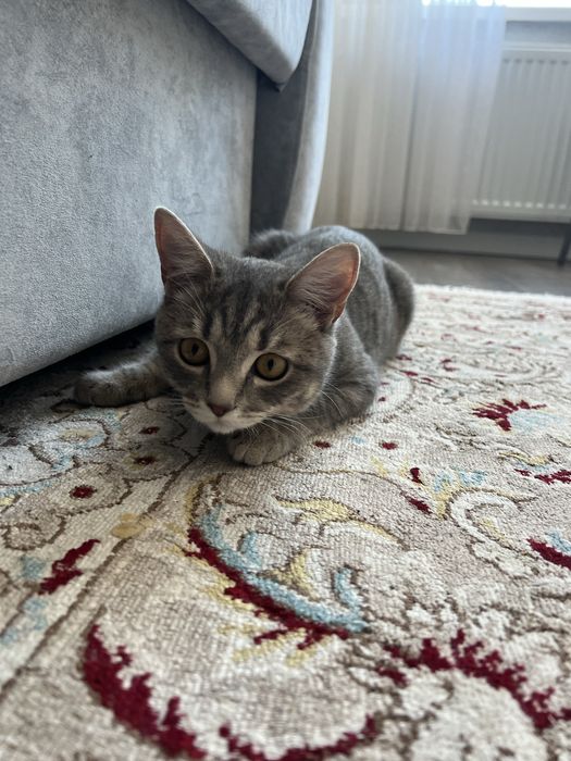 Отдам котенка в добрые руки