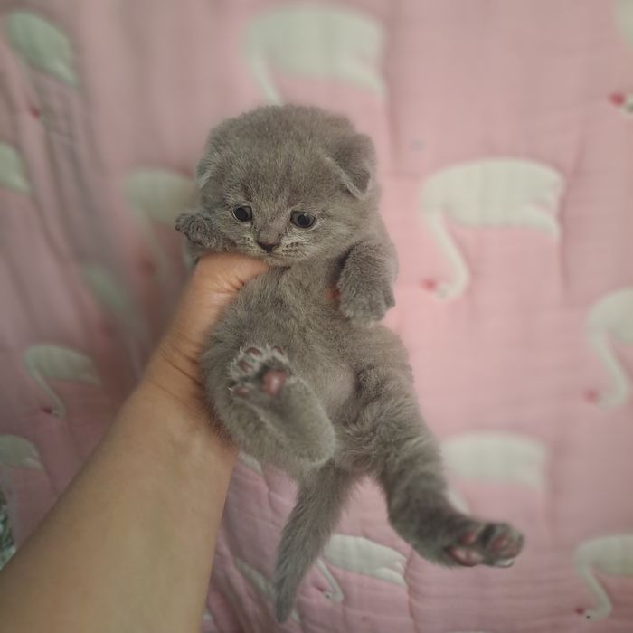 Котята от правильной вязки