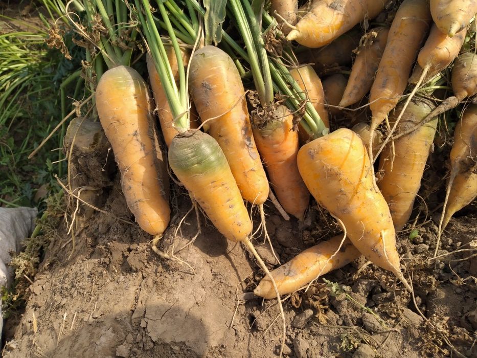 Sabzi bor. Narxi kelishiladi