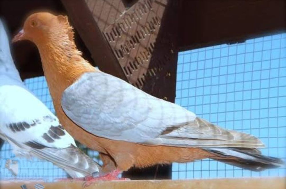 Голуби снегири продам