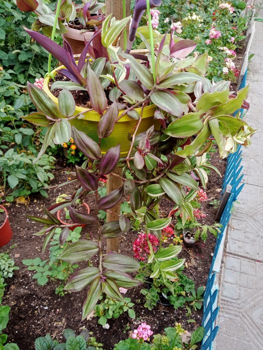 Продам комнатные растения