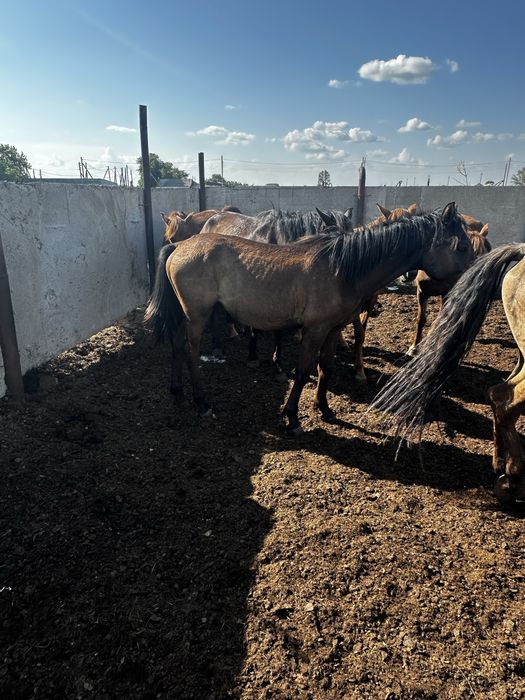 Продам тайчиком цена 850000