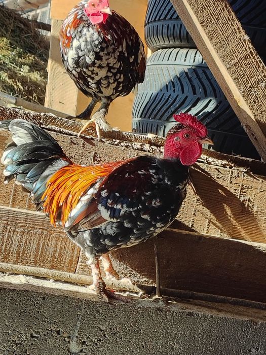 Vând tot ce se vede