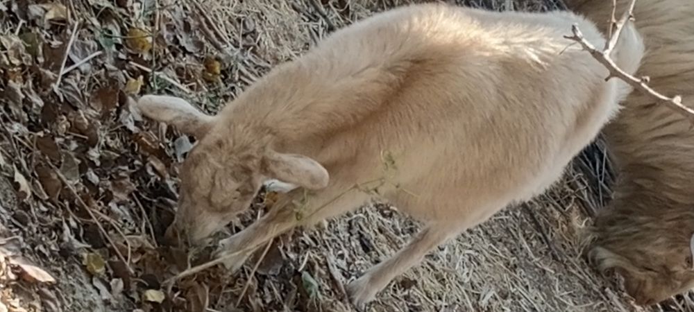 Zotdor Rossiyskiy echkilar sotiladi