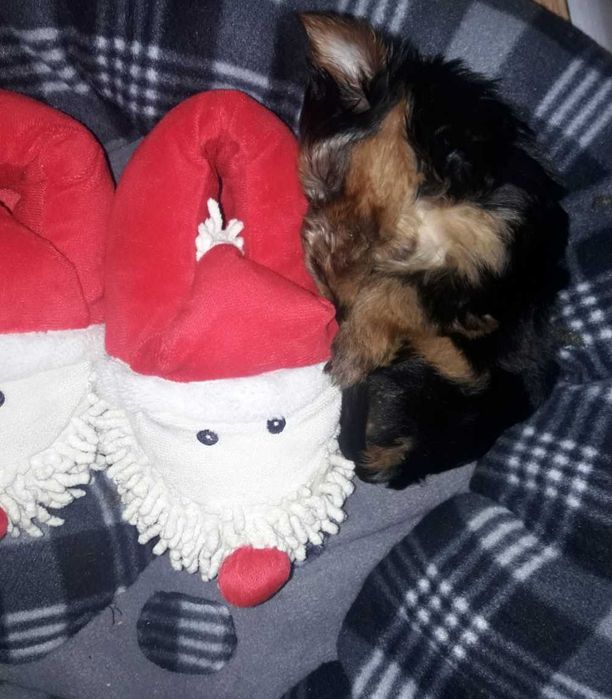 Йоркита/ Йоркита