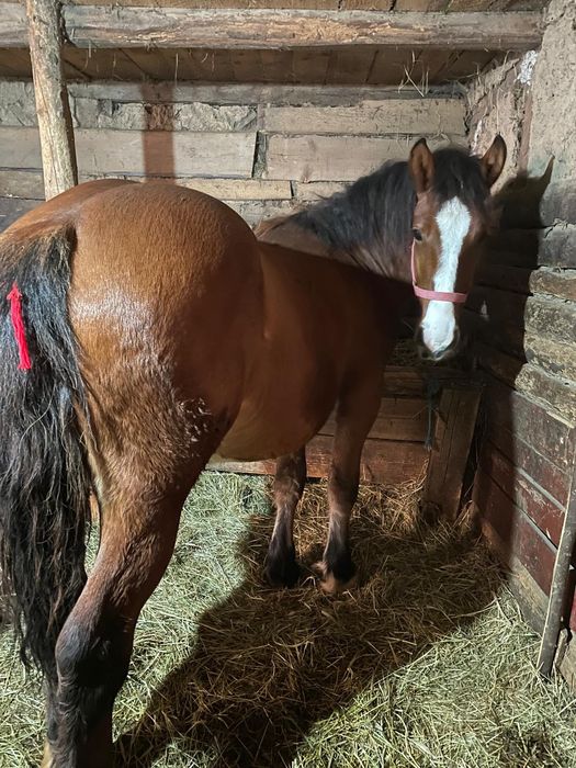 Vând 3 armăsari în vârstă de un jumate