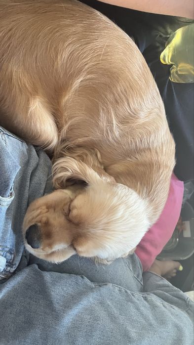 Продам рыбу сом