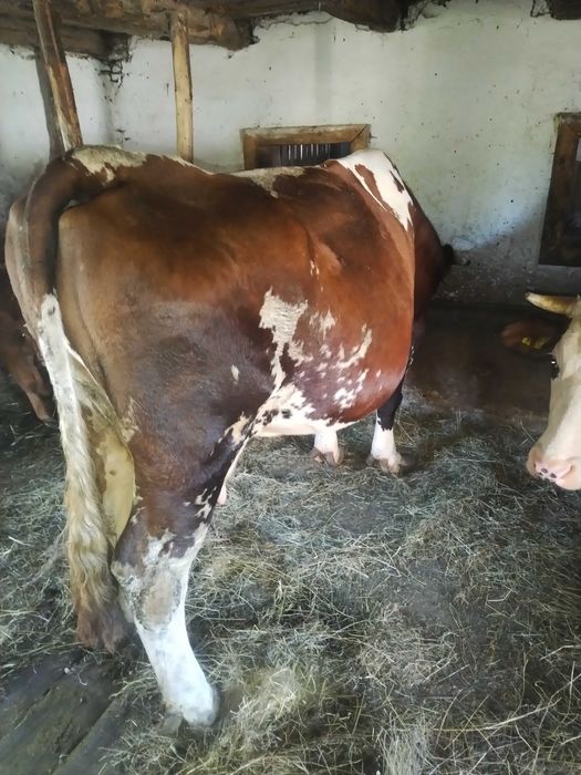 Vand vaca balanță