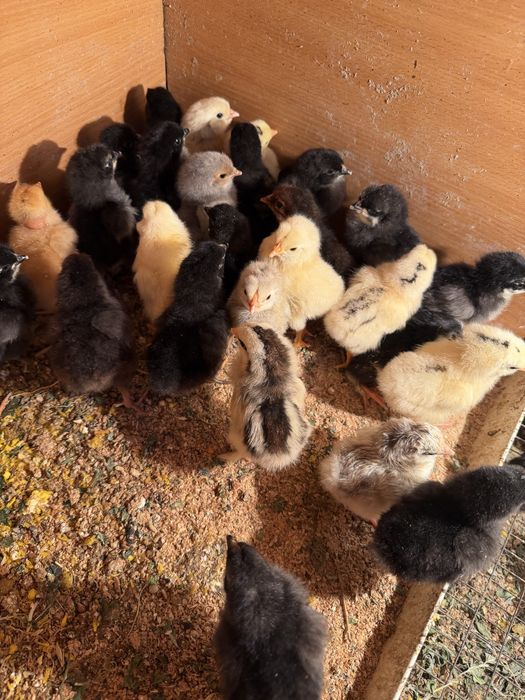 Продам цыплят домашних несушек