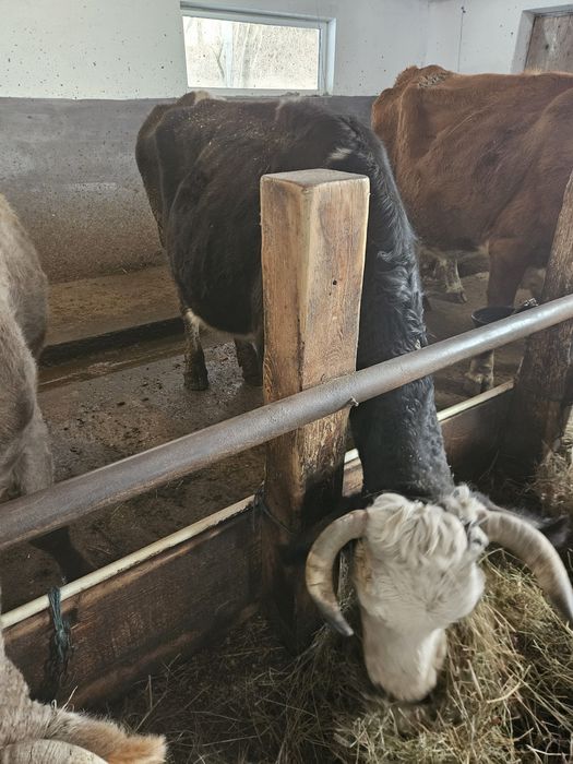 Vacă Bălțată Românească