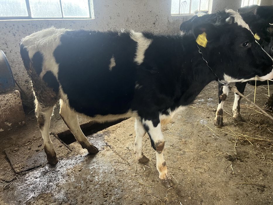 Vand 2 juninci olandeze