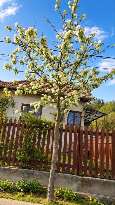 Casa de Vanzare Sat Agârbiciu Com. Capusu Mare