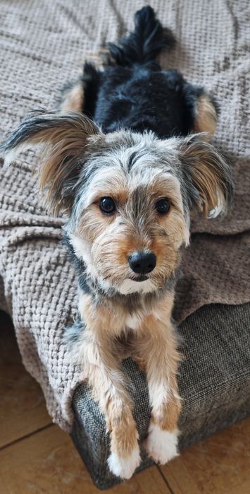 Spre adoptie (fetiță)