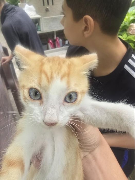Оранжево, мъжко коте на 4 месеца, търси дом
