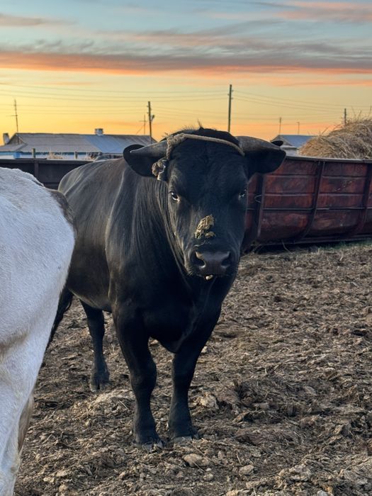 Продам 3х годовалого быка