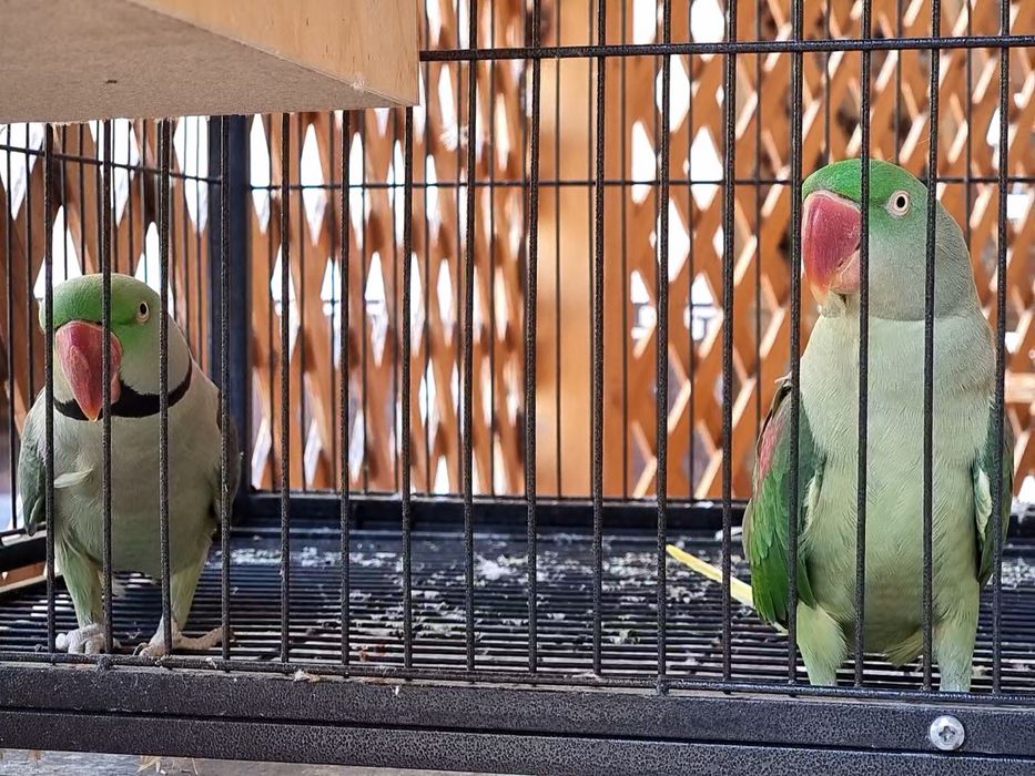 Александрийский попугай пара