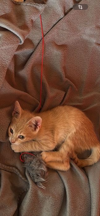 Pisici mici spre adoptie