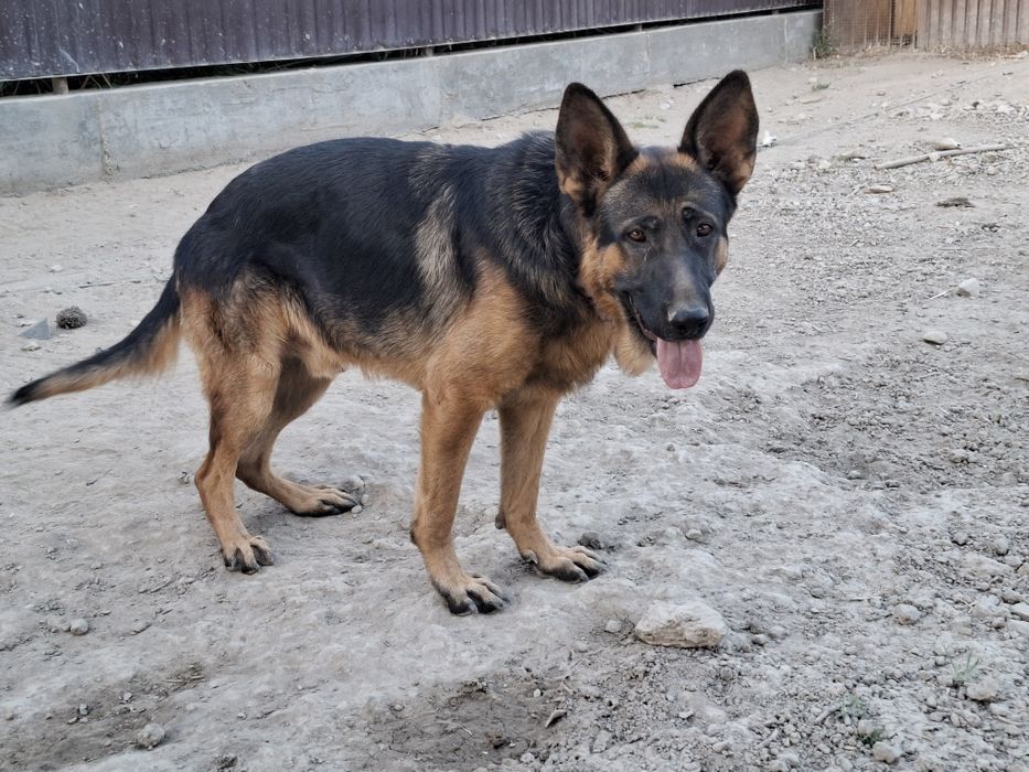 Немецкая овчарка