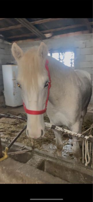 В продаже имееться жеребчик