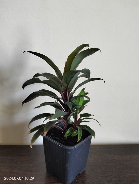 Цветок Кордилина