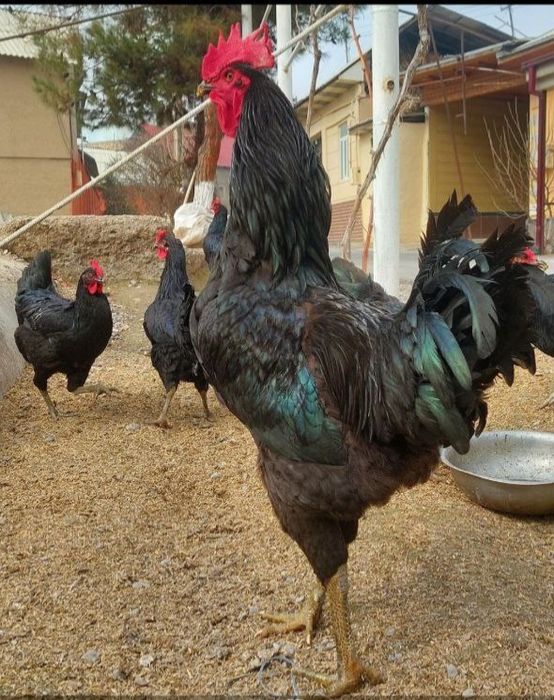 Qora shagzoda jojalari