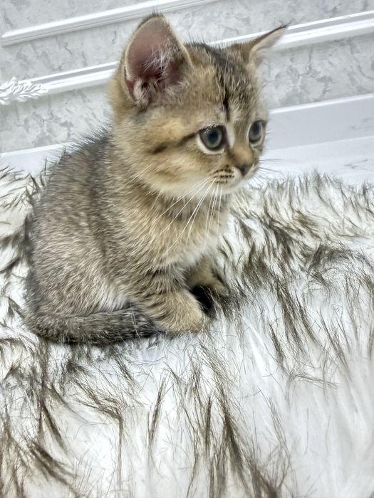 Dikirivinniy shinshilla