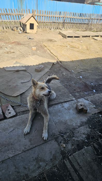 Отдам щенка 8 месяцев