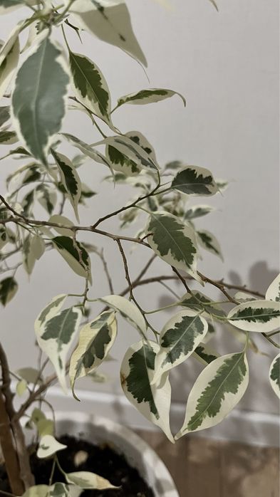 Фикус комнатные растения