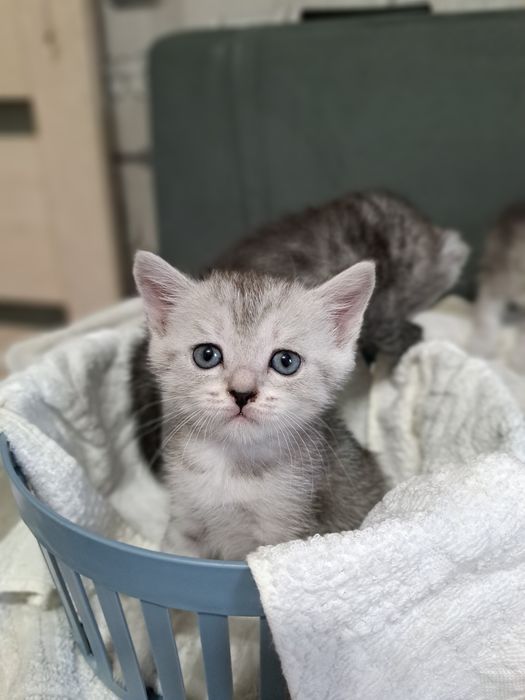 Животные котята .