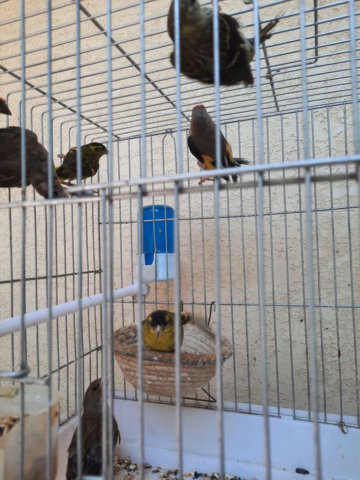 3 пар тути . Ёввойи кушлар