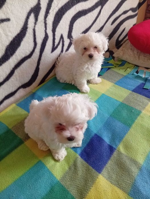 Bichoni maltezi activi