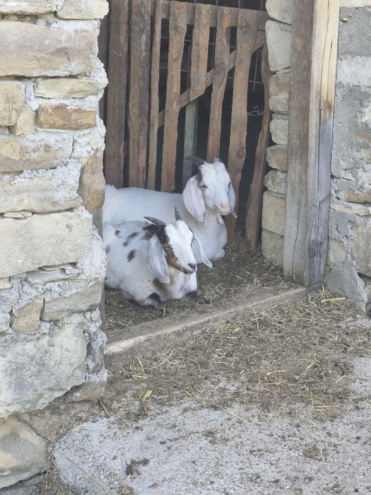 Capre alpin francez cu Anglo-Nubiană