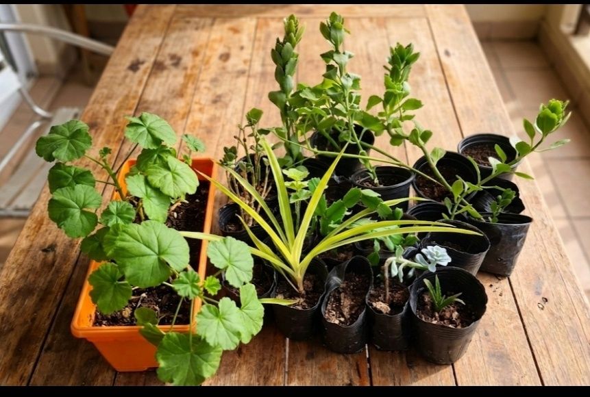 Подарявам тези цветя