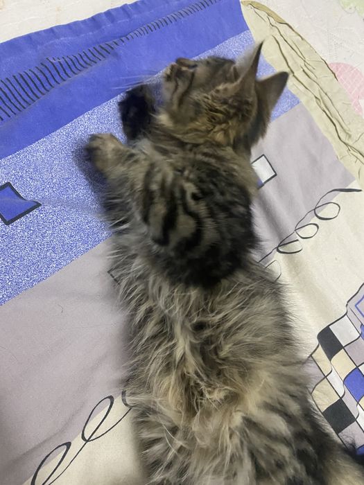 Котенок кошка мысык Маргау