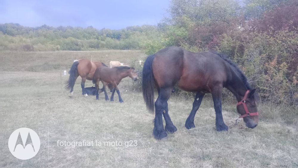 Armăsar (mânz) semi-greu