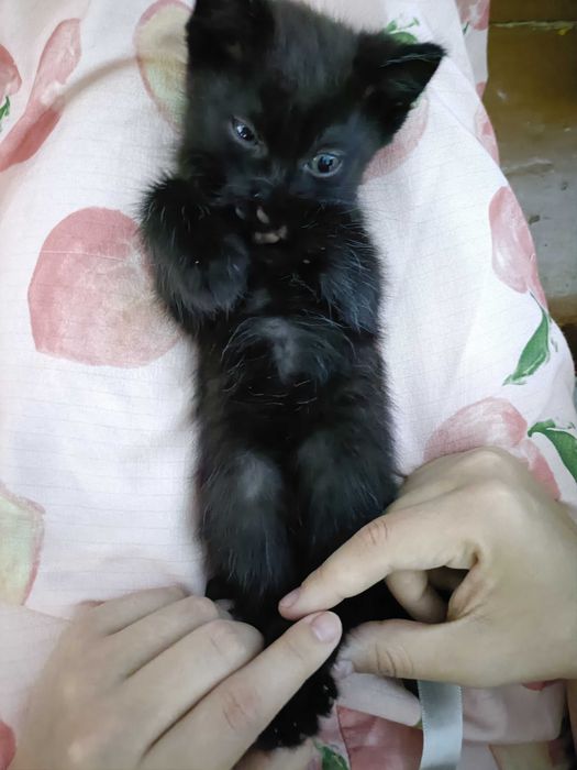 Отдам котят в хорошие руки.