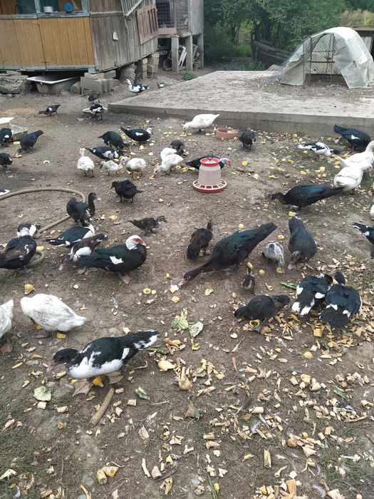Rațe mute de vânzare