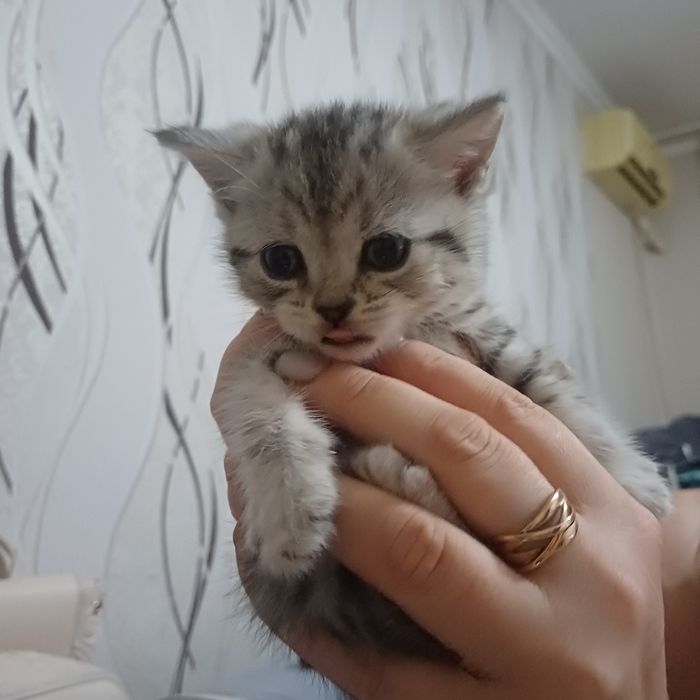 шотландские котята