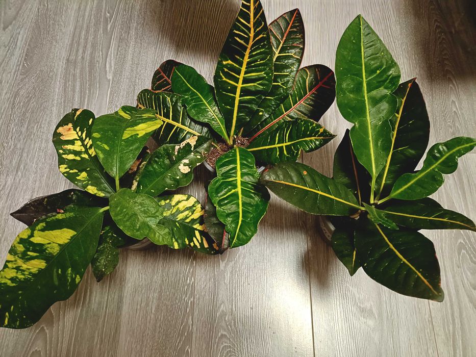Puiet ficus clasic, livrare gratuită
