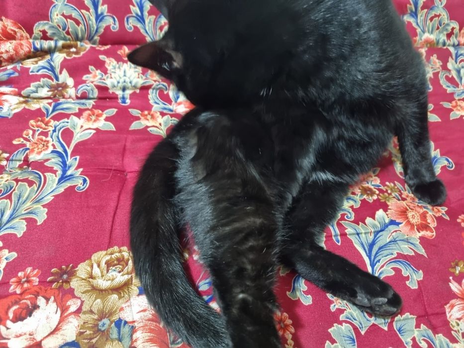 Кошка 1 год ласковая очень игривая