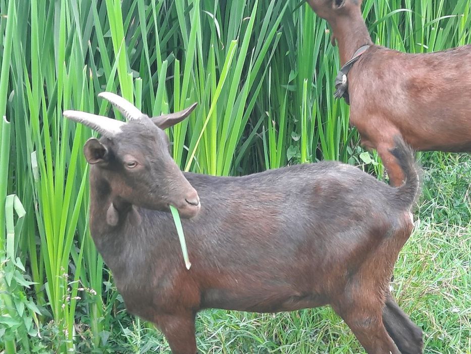 Echki Mursiana zotli granadina