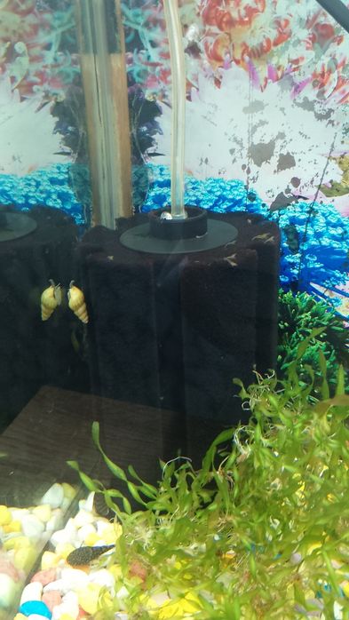 Скариди и охлюви