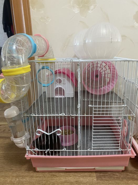 Продам сирийских хомяков